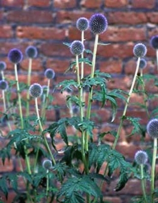 Echinops ritro veitch\